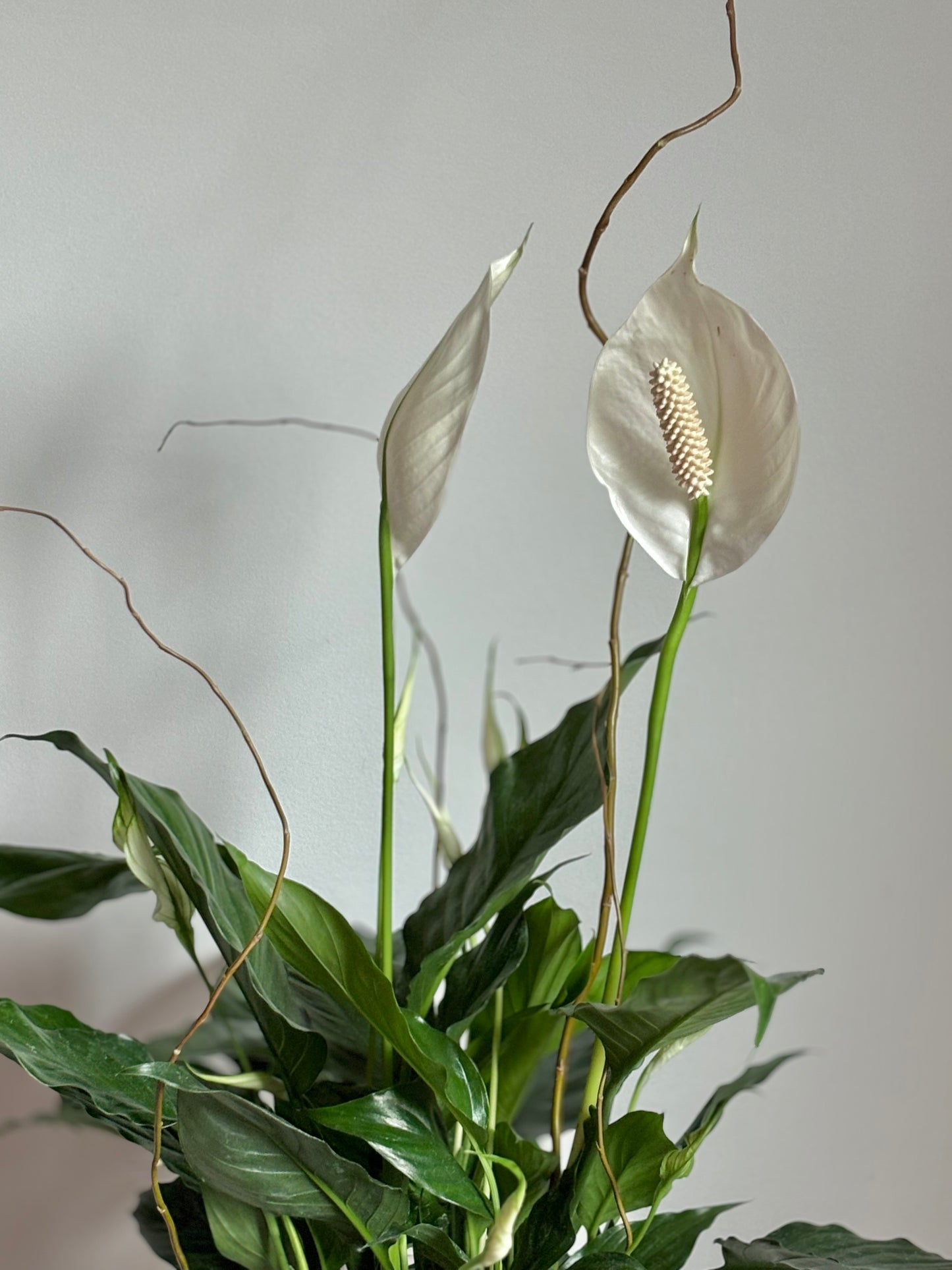 'Peace Lily' Spathiphyllum