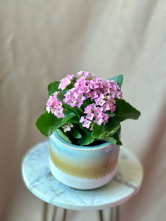 Kalanchoe