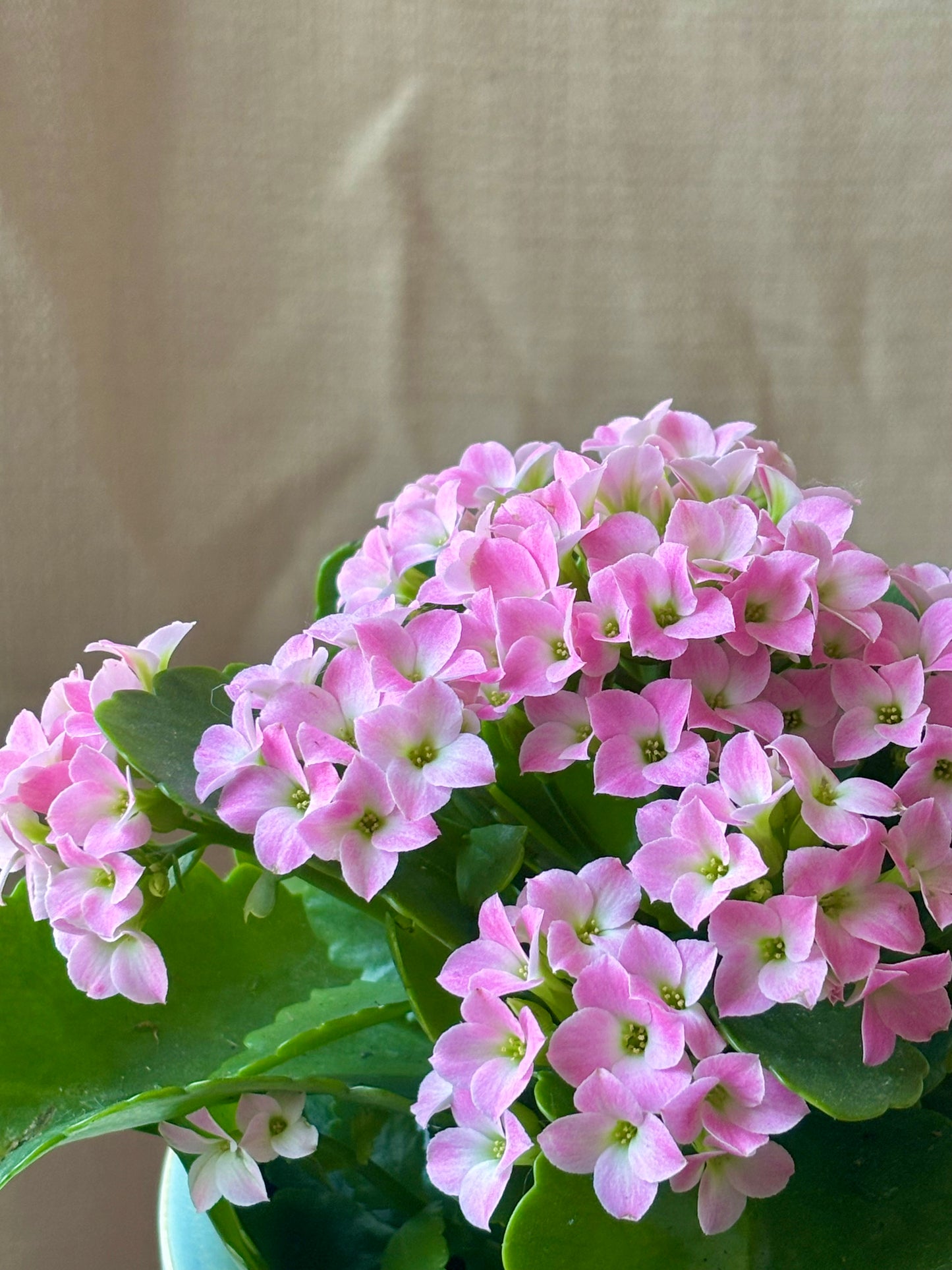 Kalanchoe