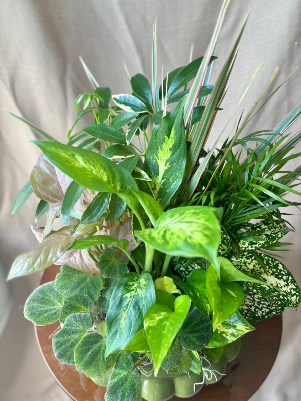 8" Dishgarden