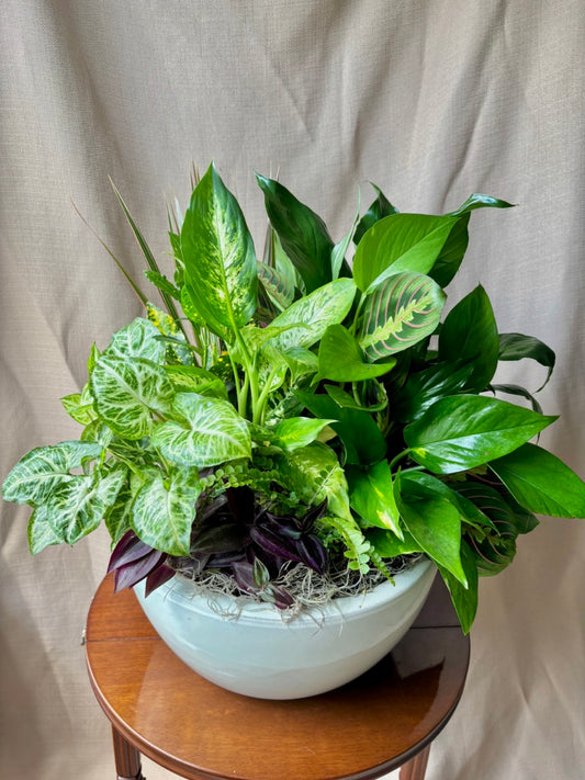 14" Dishgarden