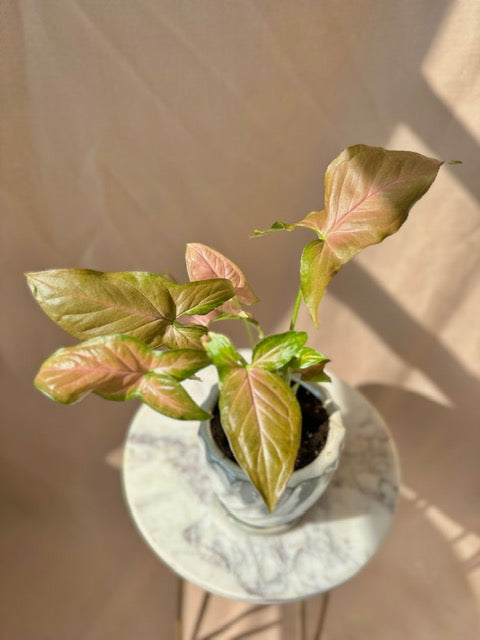 'Neon Pink' Syngonium