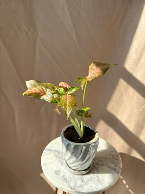 'Neon Pink' Syngonium