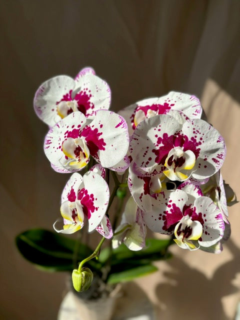 Phalaenopsis Orchid