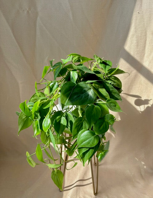 Heartleaf Philodendron