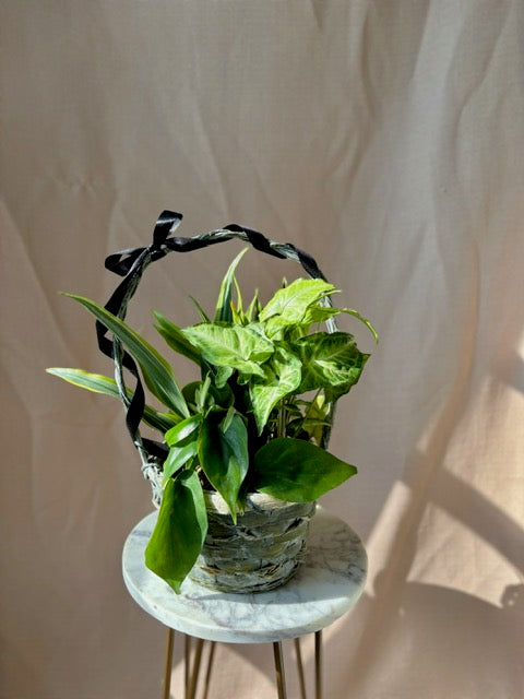 Basket Garden