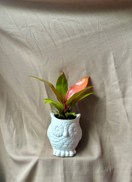 'Prince of Orange' Philodendron