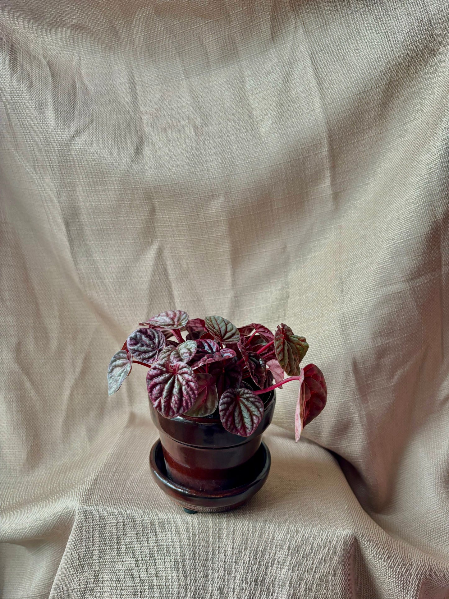 'Schumi Red' Peperomia