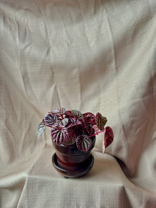 'Schumi Red' Peperomia