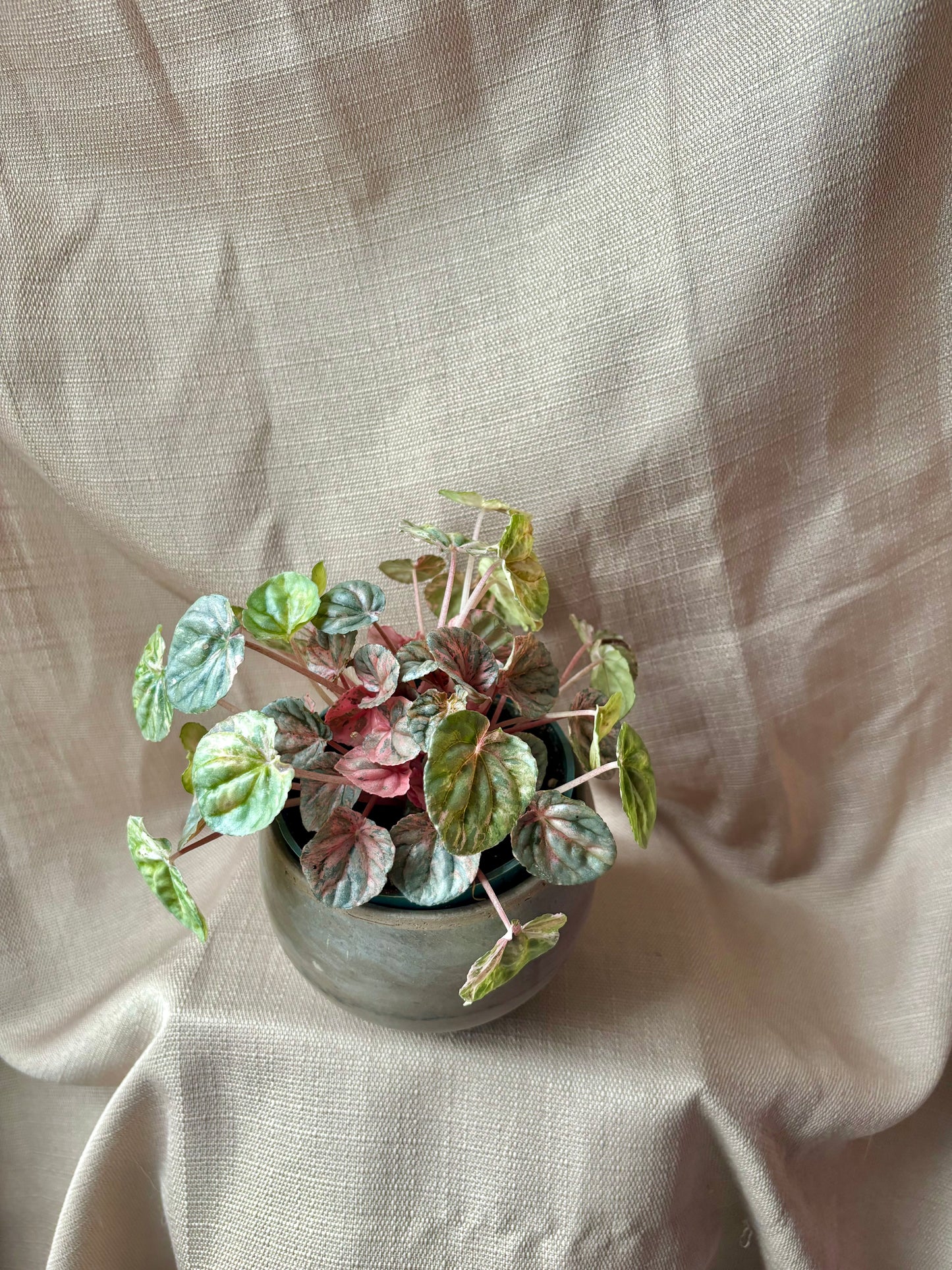 Pink Lady Peperomia