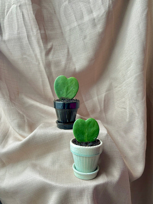 Hoya Heart