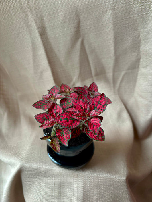 'Polka Dot' Hypoestes
