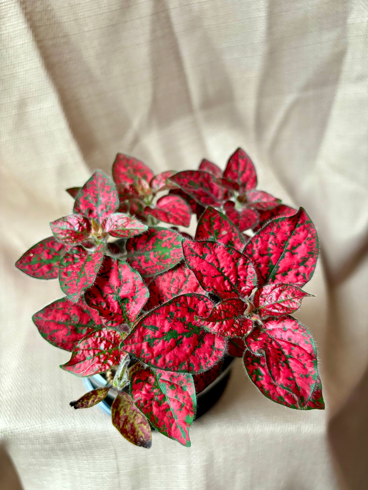'Polka Dot' Hypoestes