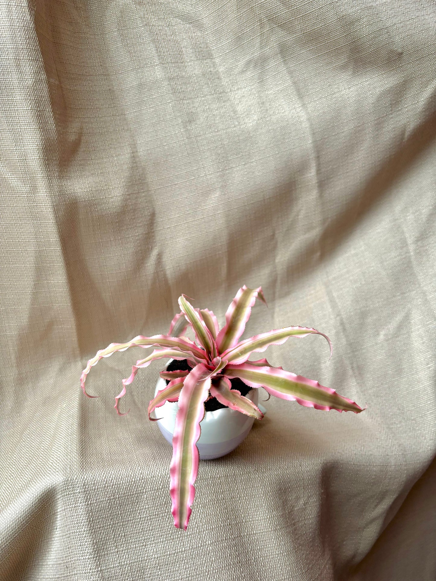 Pink Crypanthus
