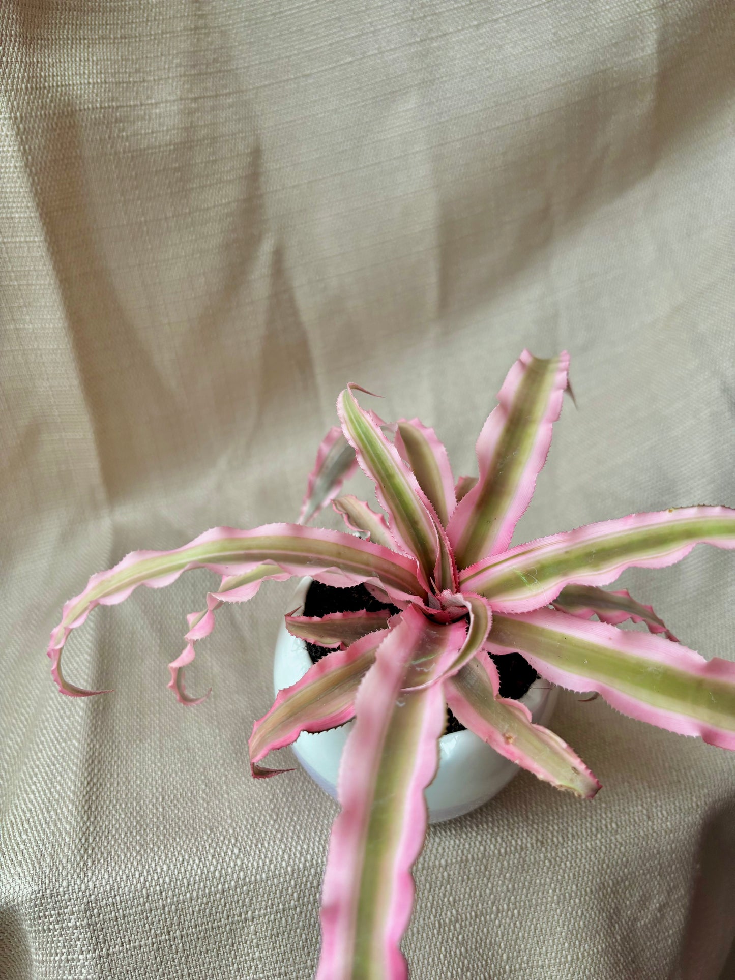 Pink Crypanthus