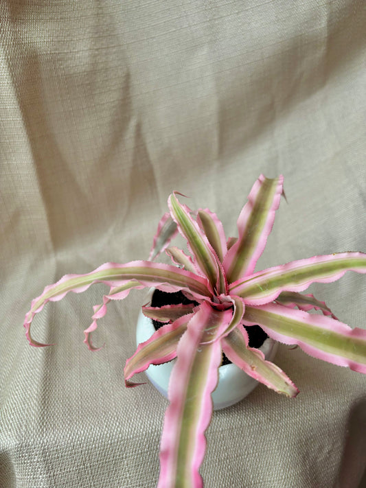Pink Crypanthus
