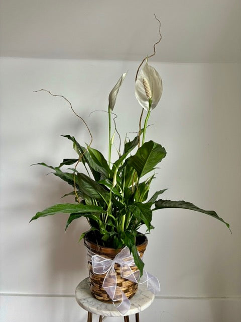 1 peace lily Peace Lily' Spathiphyllum – Aura & Soul Floral Studio