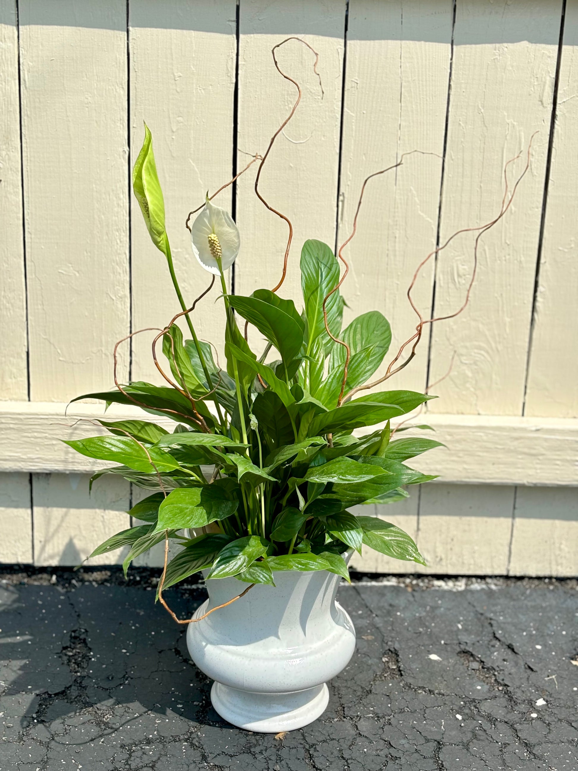 white anthurium peace lily Peace Lily' Spathiphyllum – Aura & Soul Floral Studio