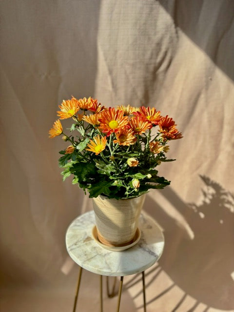 Chrysanthemum Plant