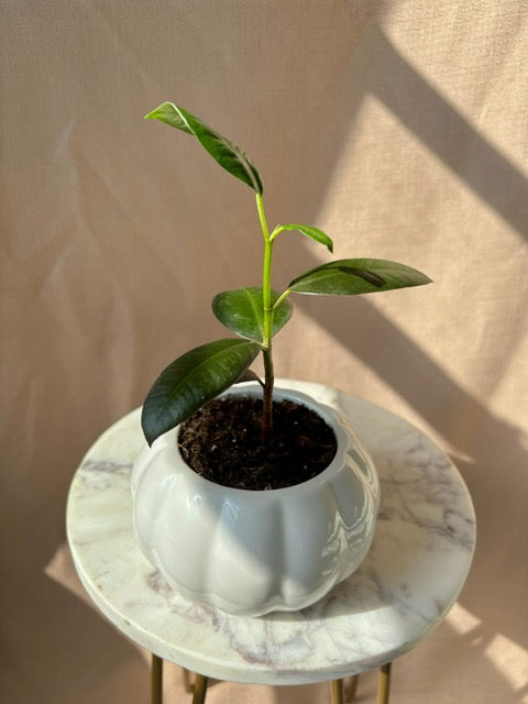 Ficus Pumpkin Planter