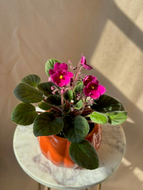 African Violet Pumpkin Planter