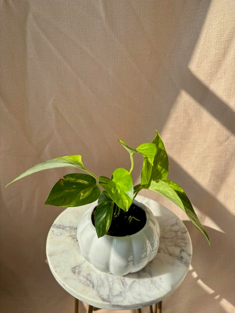 Golden Pothos Pumpkin Planter