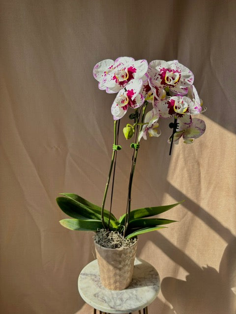 Phalaenopsis Orchid