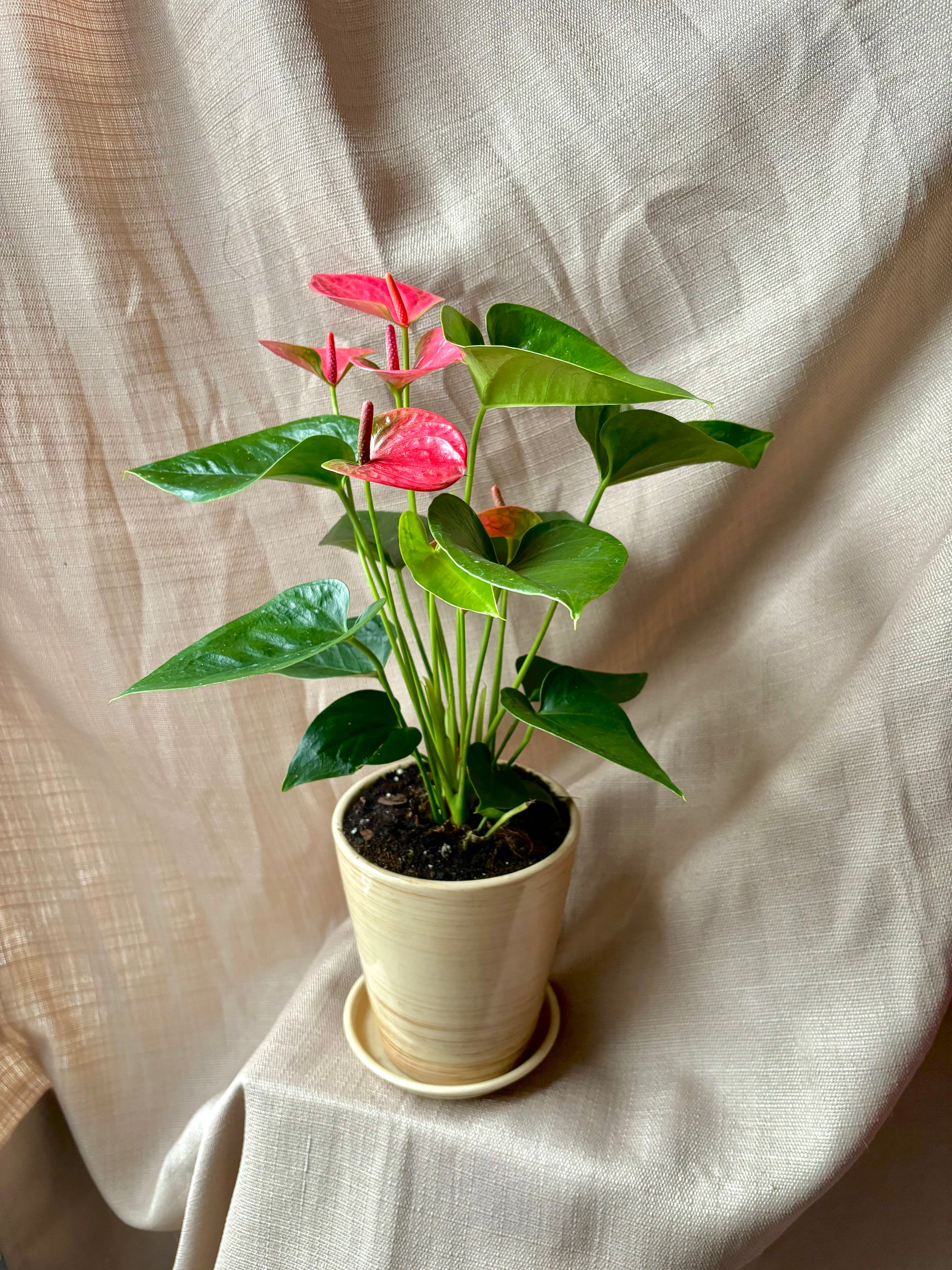 Pink Anthurium – Aura & Soul Floral Studio
