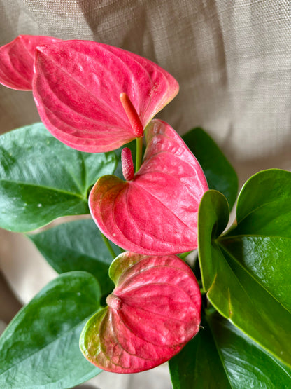 anthurium pink pandora Pink Anthurium – Aura & Soul Floral Studio